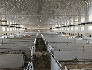 Rekonstrukce haly na farmě chovu prasat